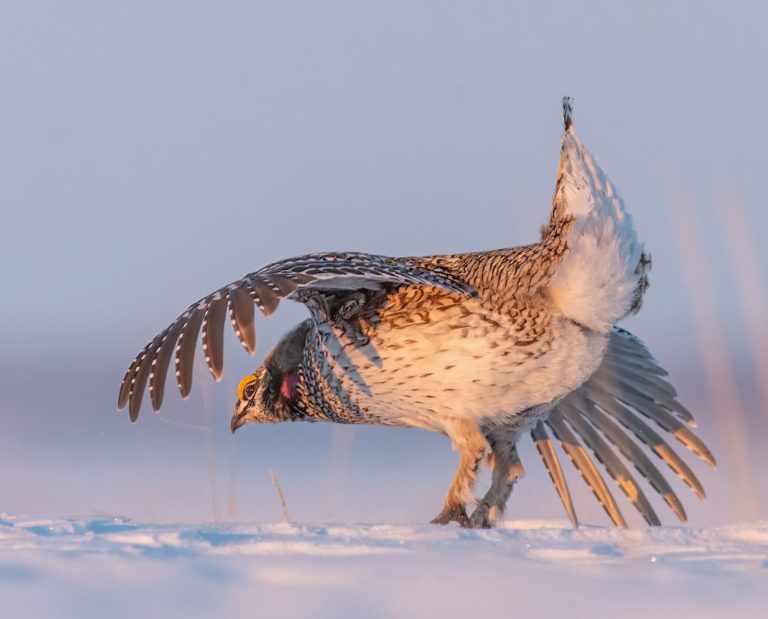 A male sharp-tailed grouse dances on a lek in North Dakota in the snow.