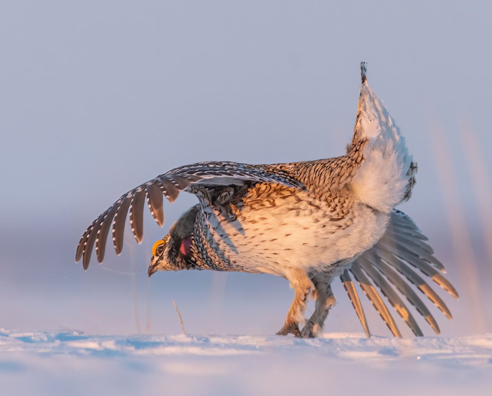 A male sharp-tailed grouse dances on a lek in North Dakota in the snow.