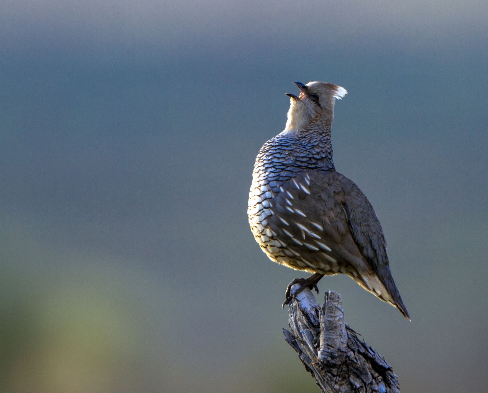 A male scaled quail perched on a stick sings at dawn.