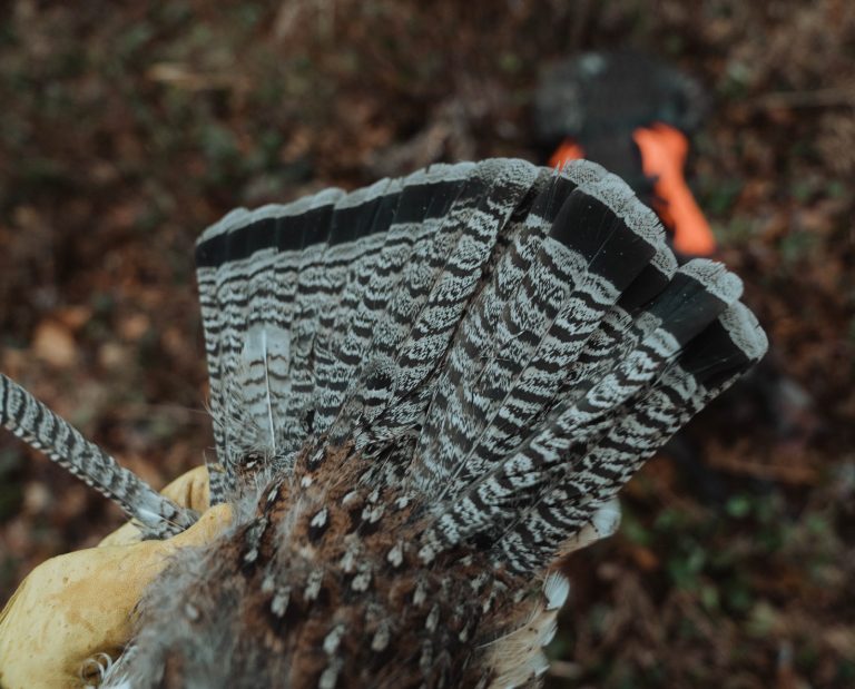 A guide to Ruffed grouse hunting