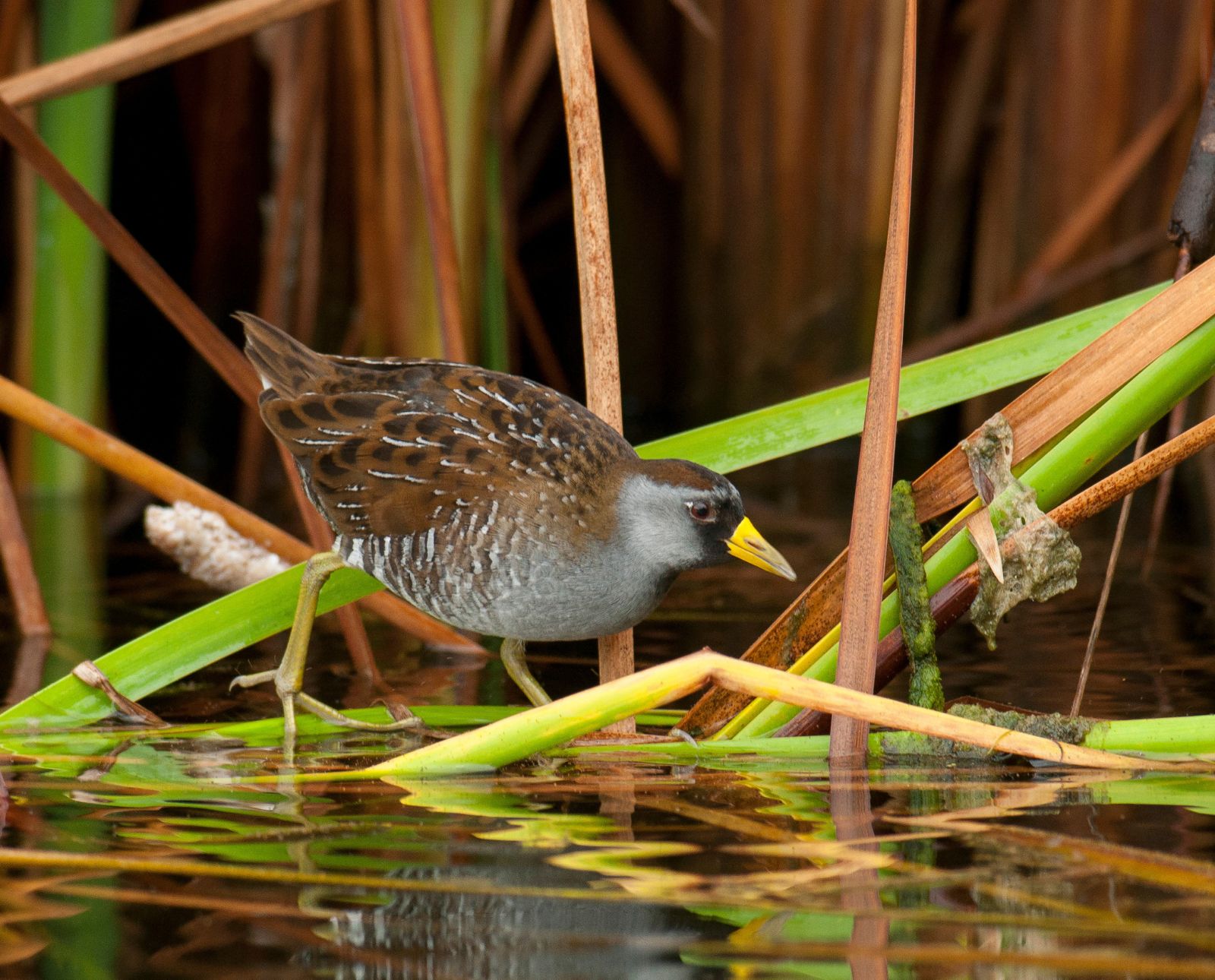 A sora rail perches on a bent over cattail in a wetland.