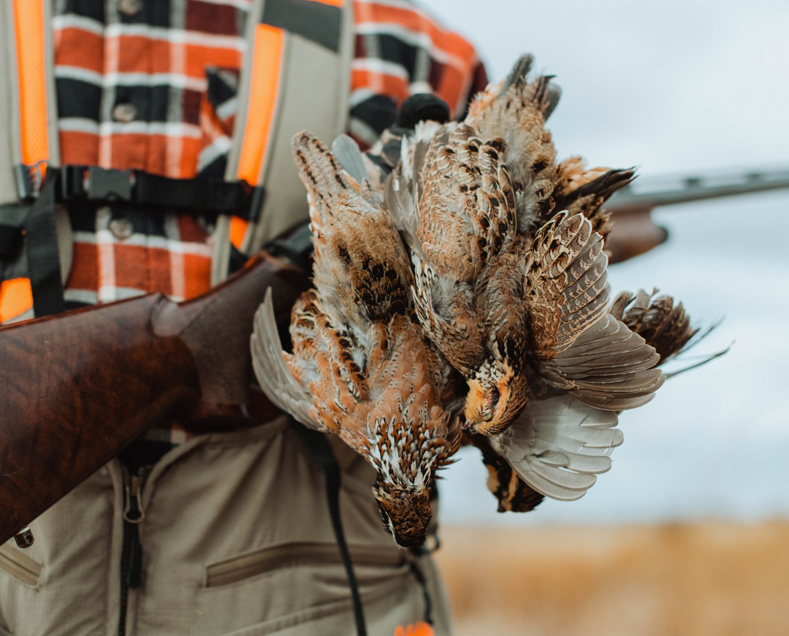 A hunter holds up three northern bobwhite quail with his shotgun.