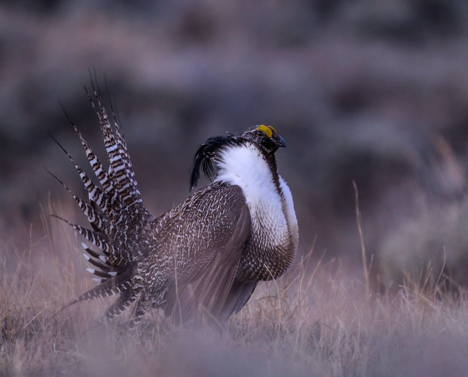 A male Gunnison sage-grouse stands regally in the early morning light in Gunnison, Colorado.