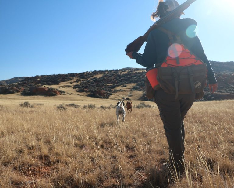 A woman hunts upland birds in Wyoming with her English Setter and Vizsla.
