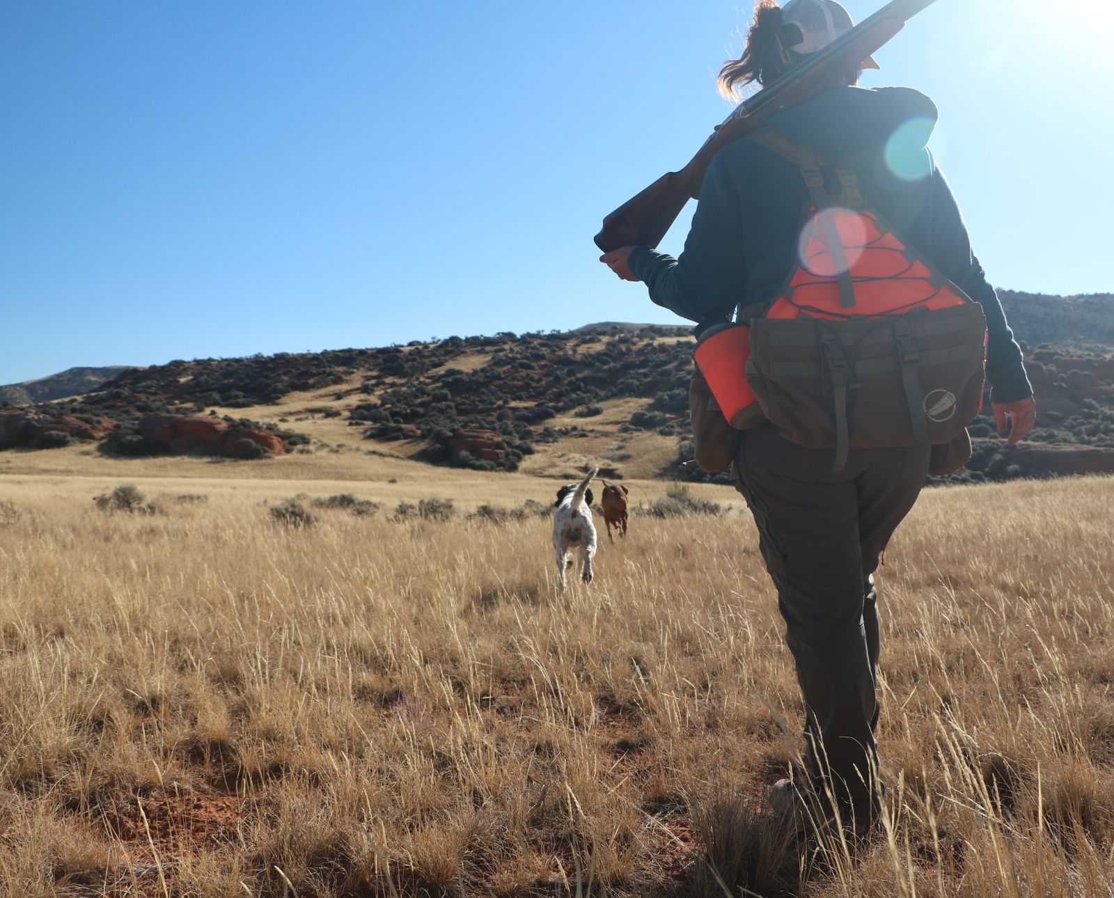 A woman hunts upland birds in Wyoming with her English Setter and Vizsla.