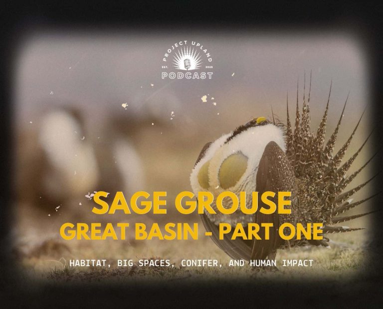 Male sage grouse dancing on a lek in Utah