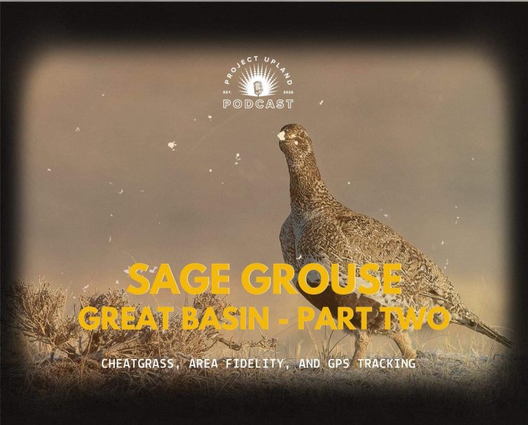 a female sage grouse in Utah