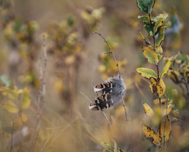 A sharp-tailed grouse feather on native grasslands habitat