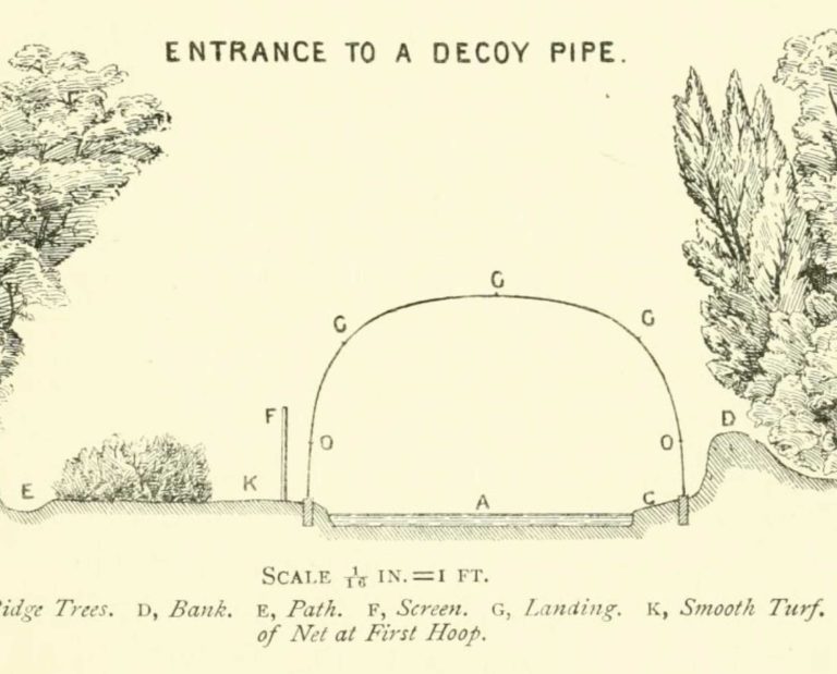 A plan for a european duck decoy pipe