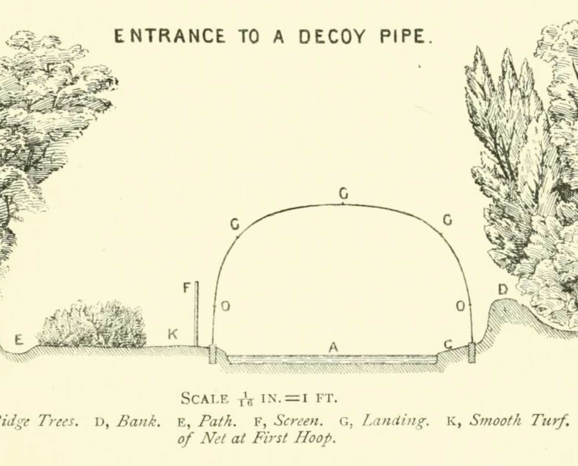 A plan for a european duck decoy pipe