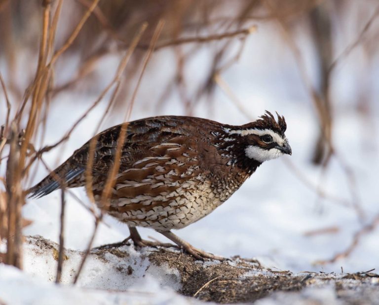 A bobwhite walking in snow