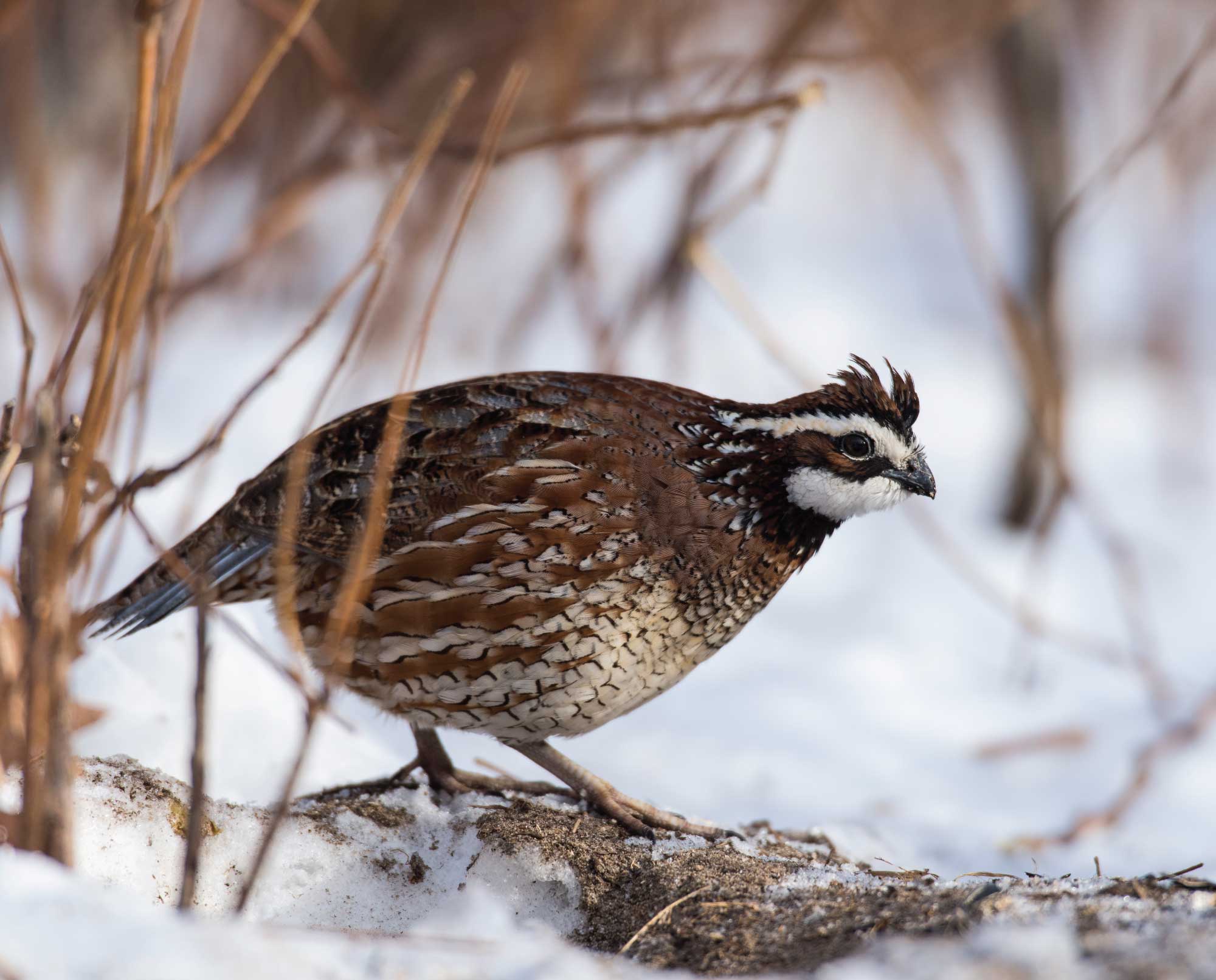 A bobwhite walking in snow