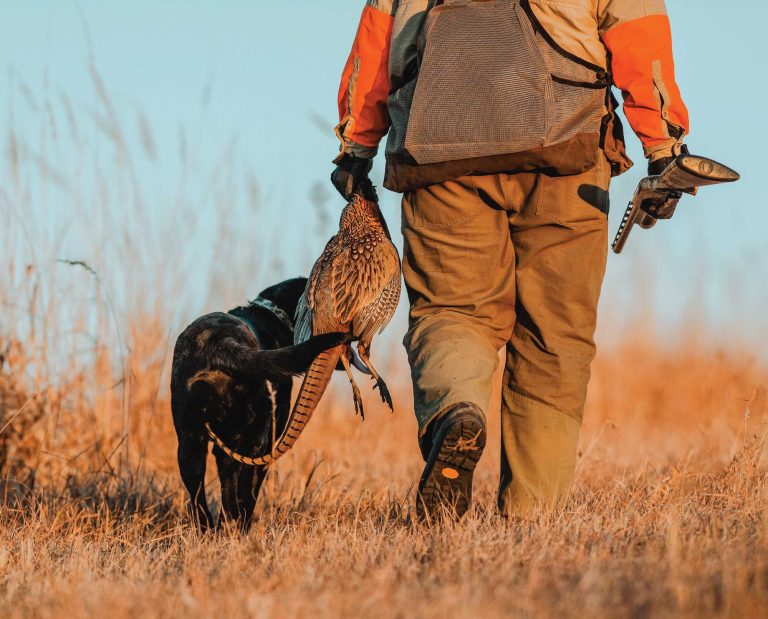 A Guide to Wild Pheasant Hunting in North America
