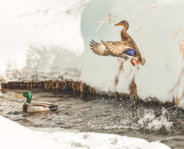A duck flys out of puddle on a bird hunt.