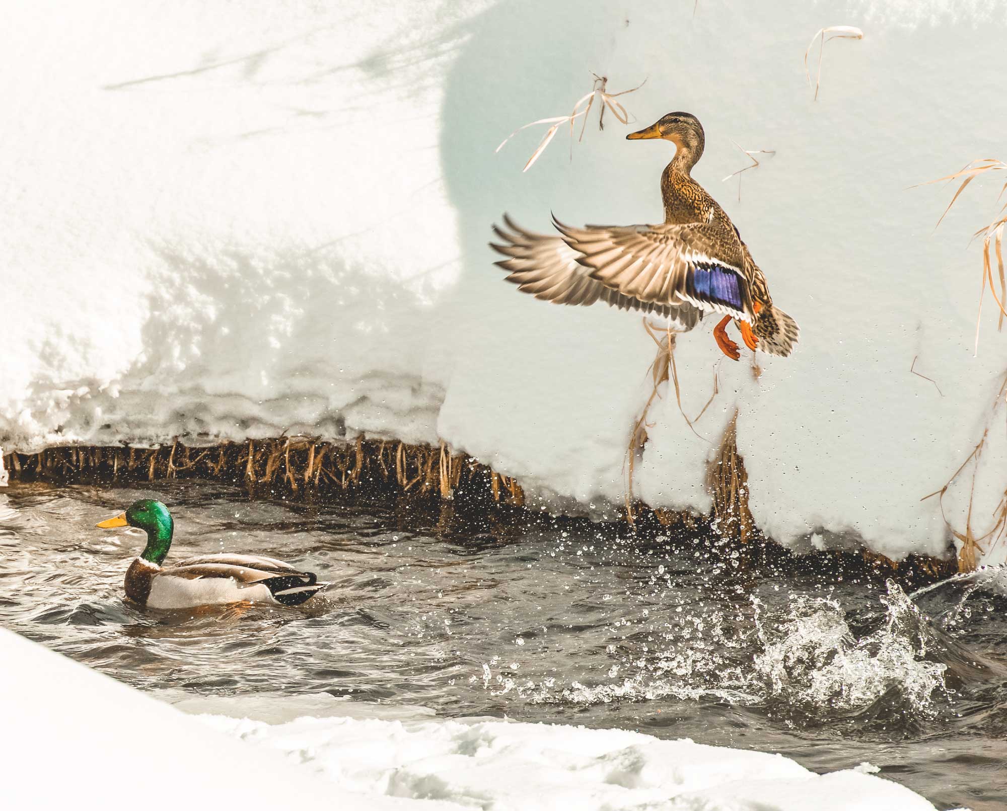 A duck flys out of puddle on a bird hunt.
