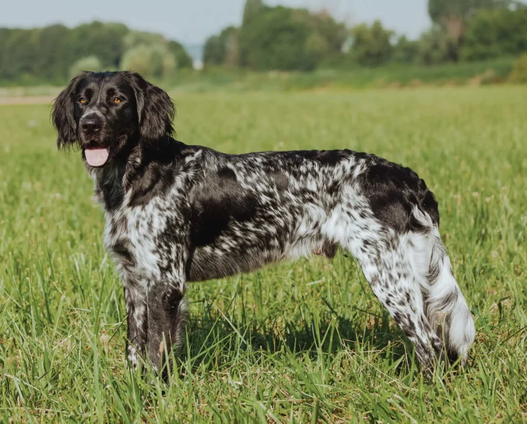 A large Munsterlander in a field training for bird hunting