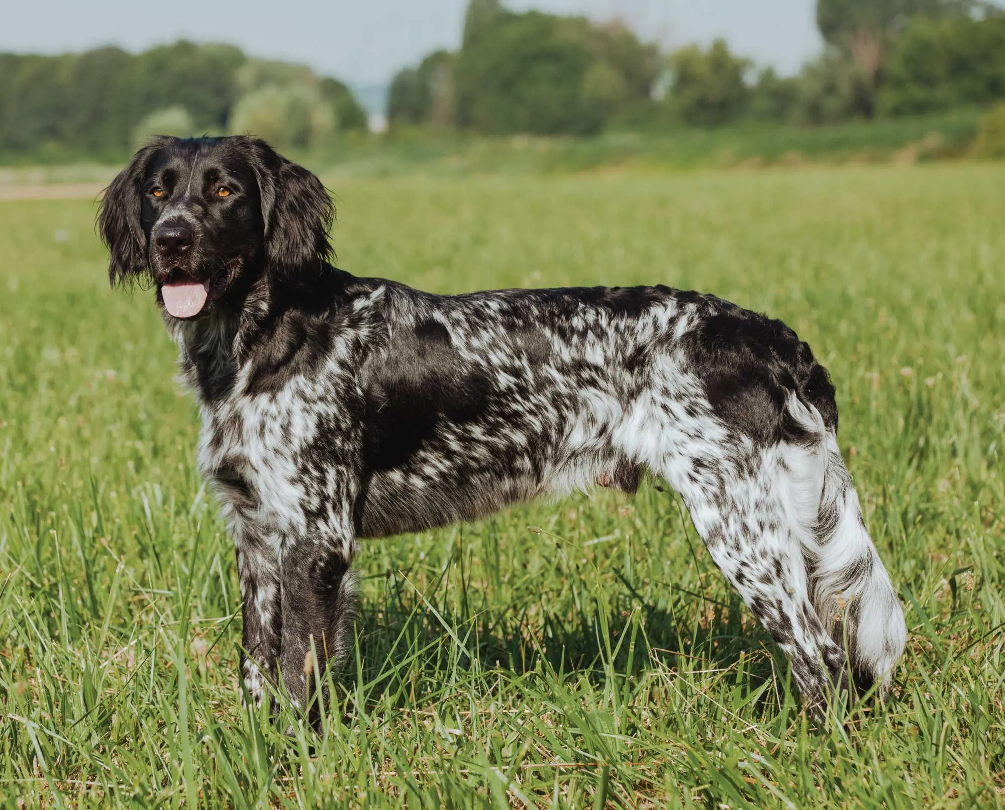 A large Munsterlander in a field training for bird hunting