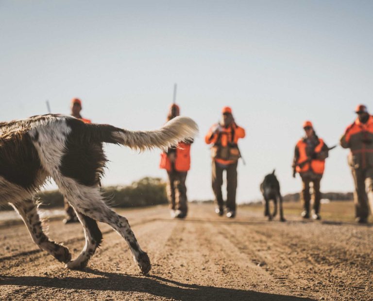 a group of sharp-tailed grouse hunters in Minnesota with bird dogs.