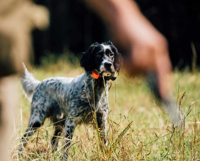 A pointing dog holds steady durning a training session on birds.