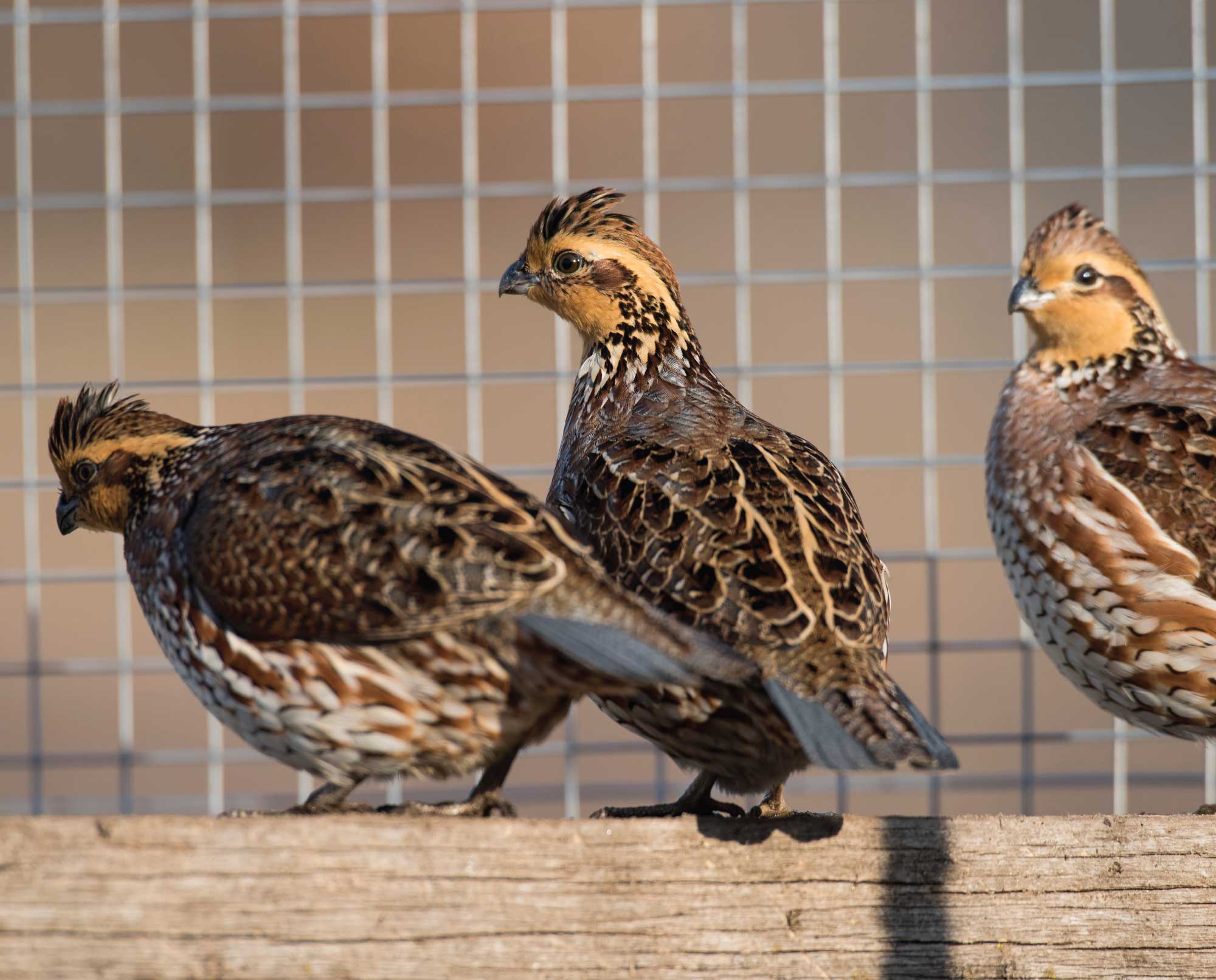 Bobwhite quail in a pen