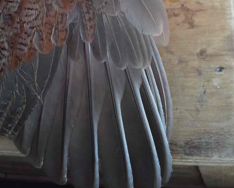 Adult bobwhite quail wing feathers showing color pattern for aging the bird