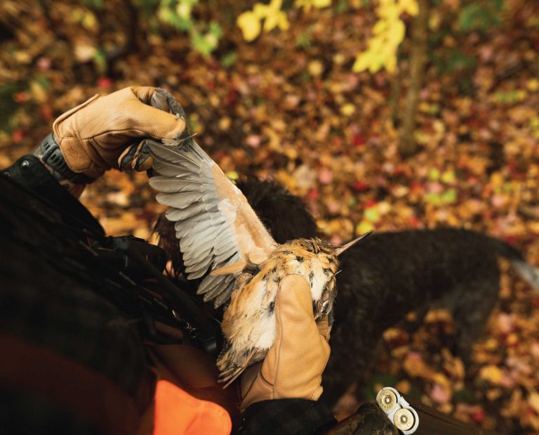 Examining the wing of an American woodcock to determine age
