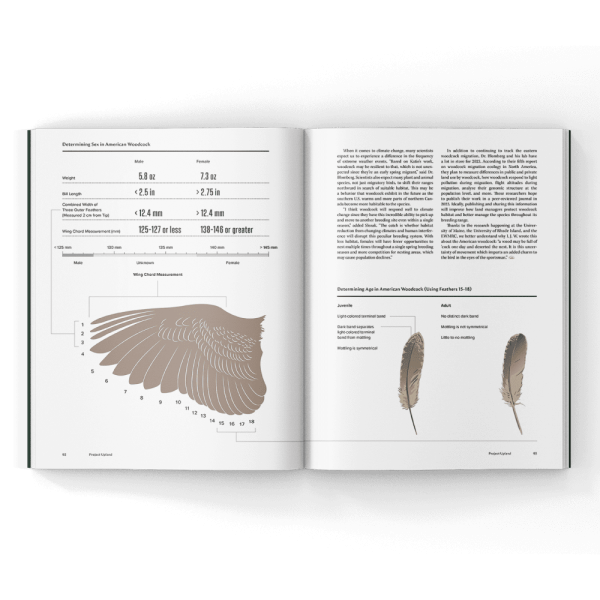 Aging-and-Sexing-Woodcock-in-a-Magazine Aging and Sexing woodcock chart in a magazine