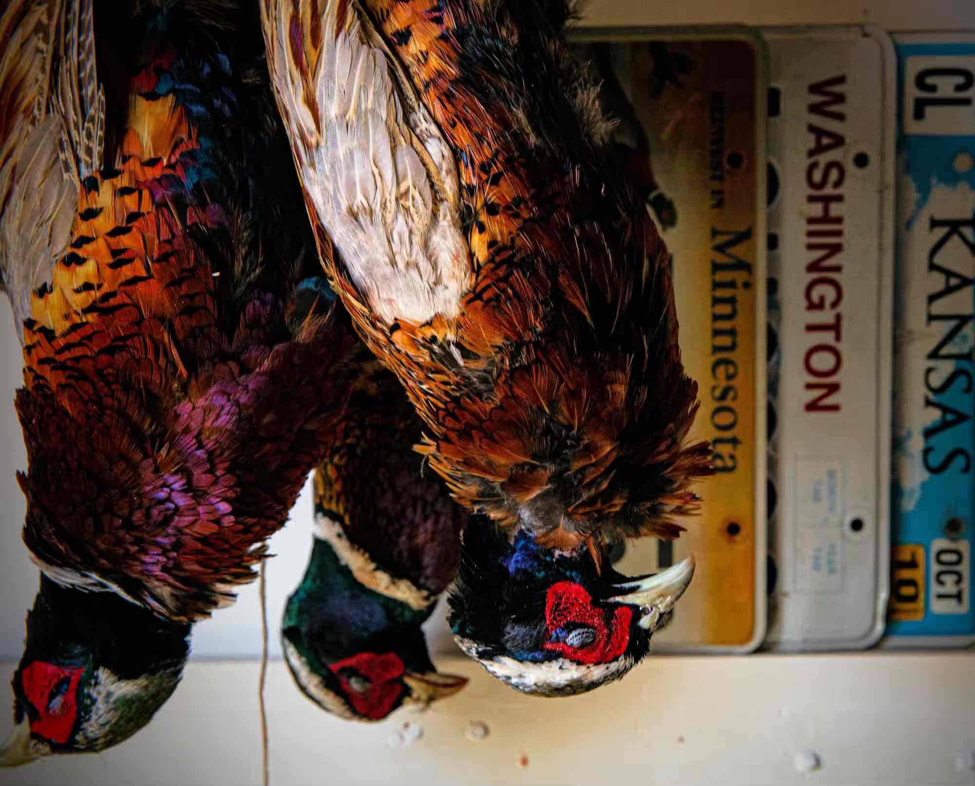 Rooster pheasants aging in front of license plates in the background