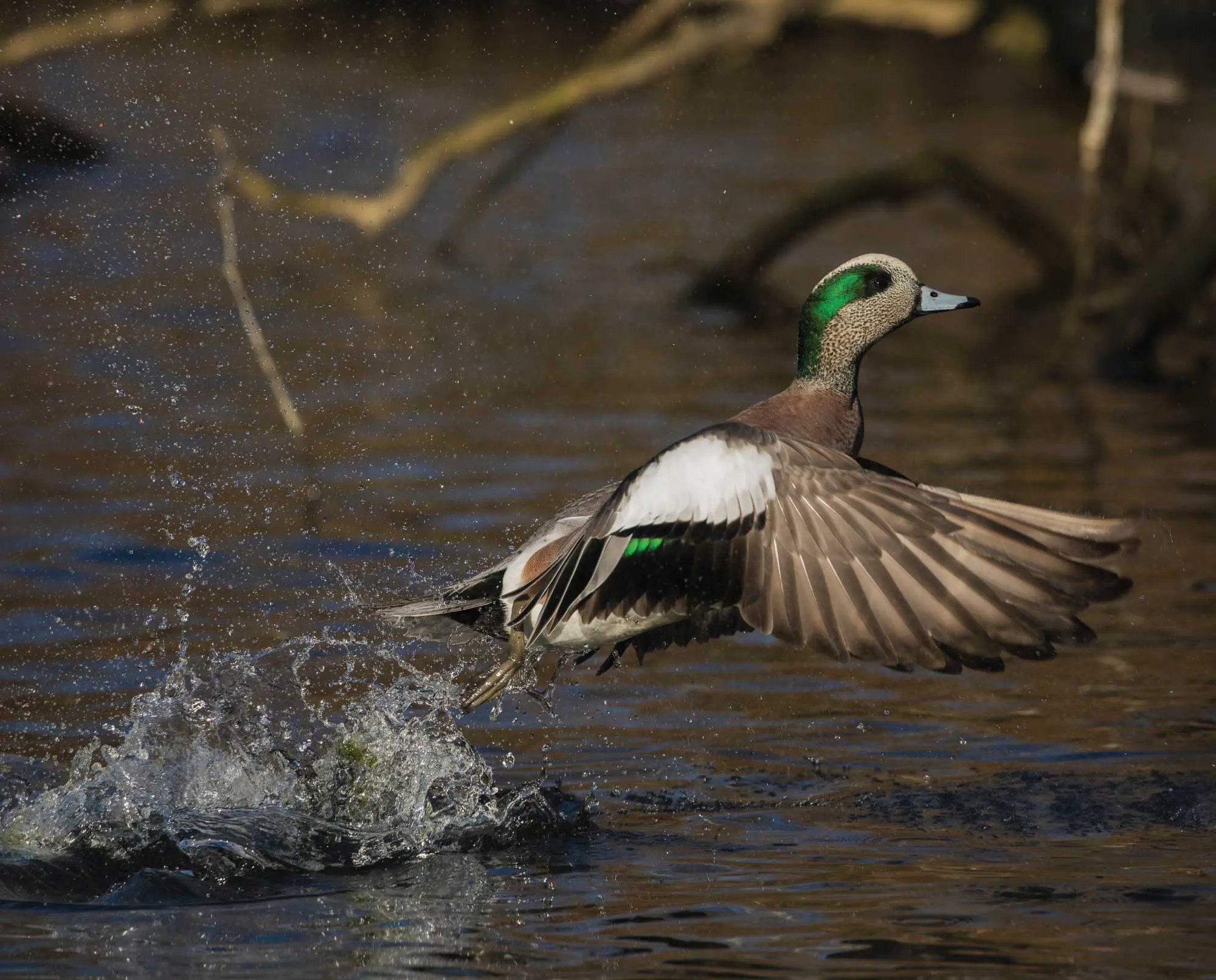 American wigeon (Mareca Americana/Anas americana) flying