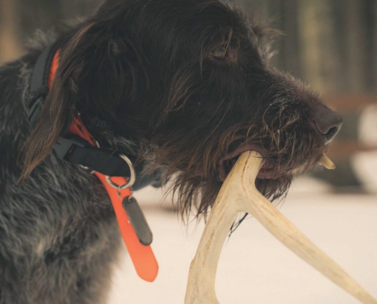 An Introduction to Shed Hunting with your Bird Dog