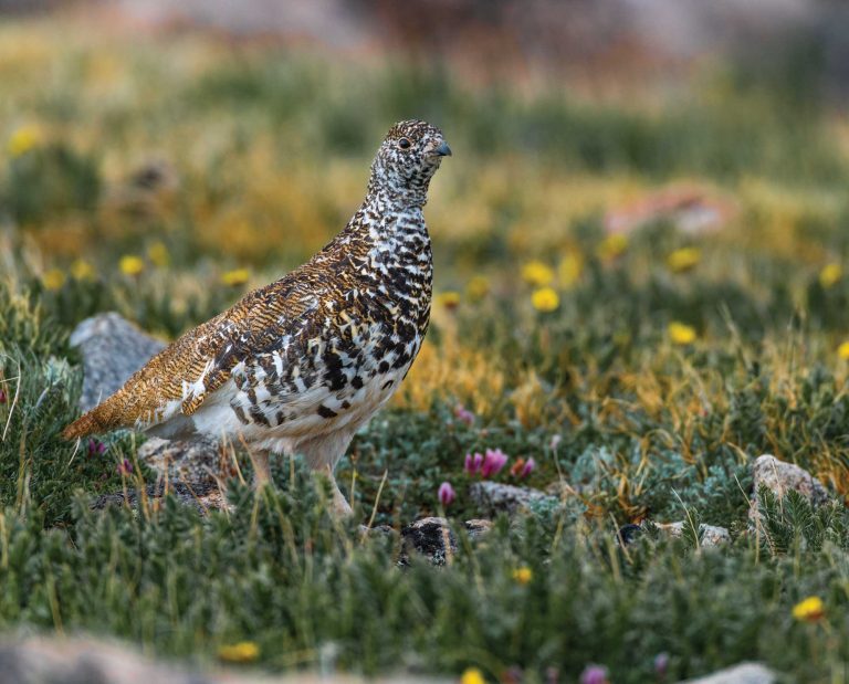 A ptarmigan in Alaska.