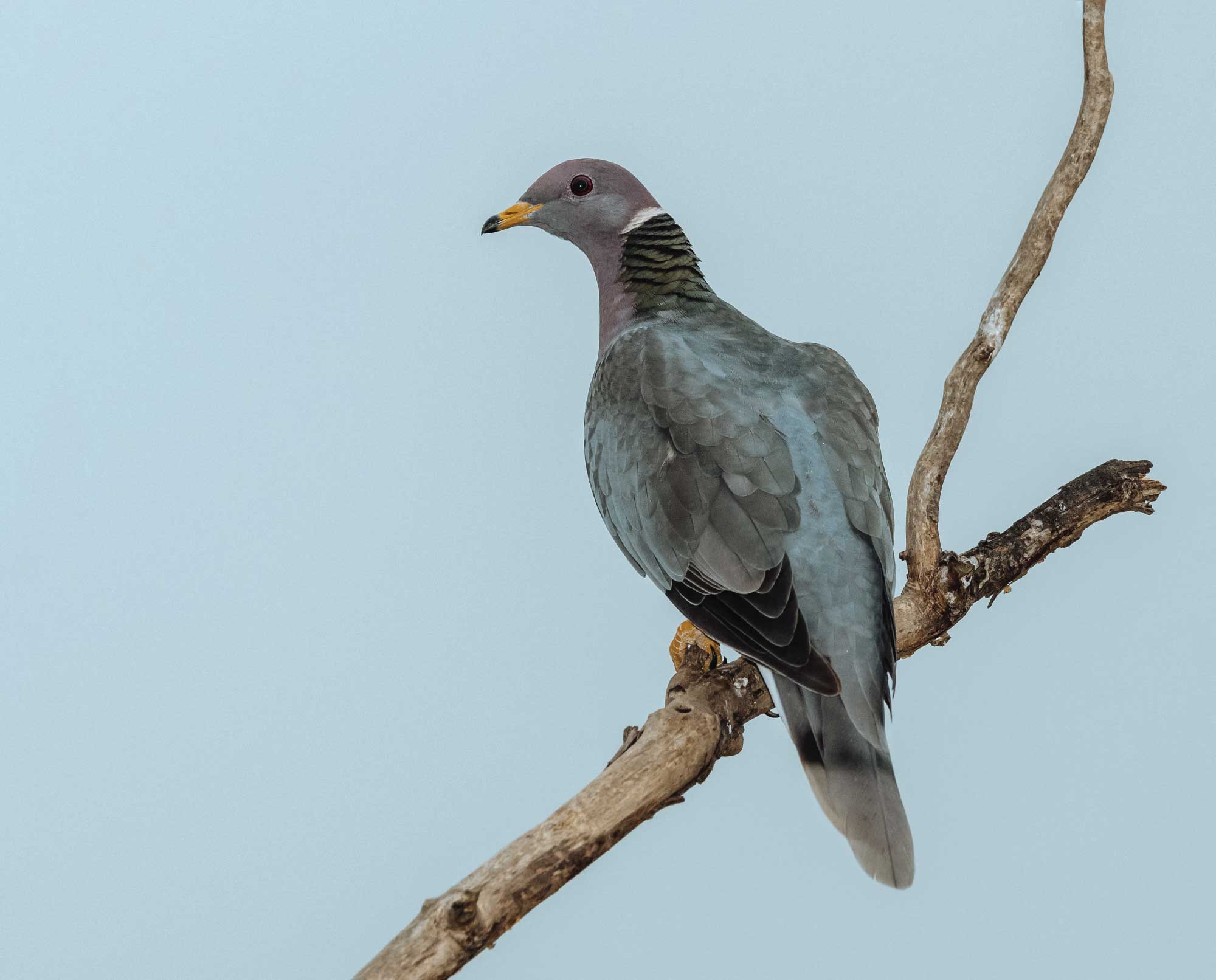 A Band-Tailed Pigeon off in the distance during hunting season.