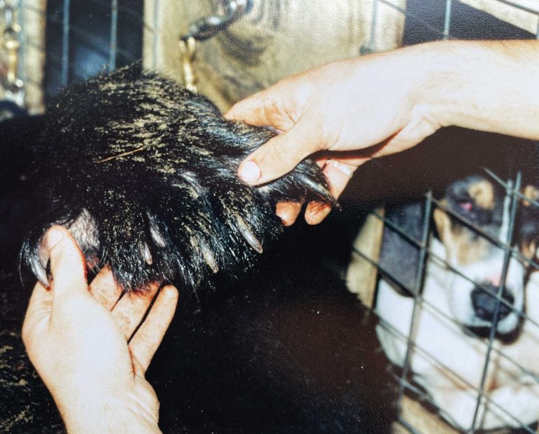 A.J. DeRosa holds the paw of a black bear with a hound in the background.