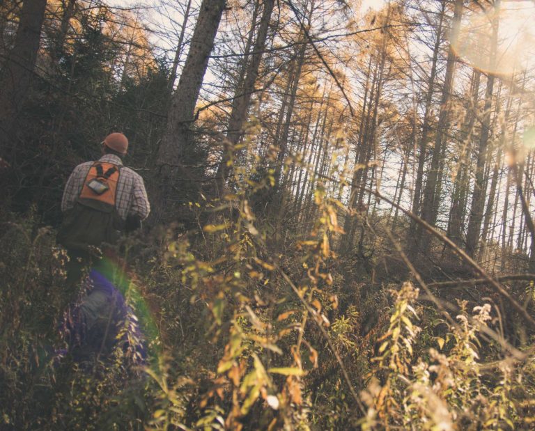 A bird hunter in a grouse cover in New York