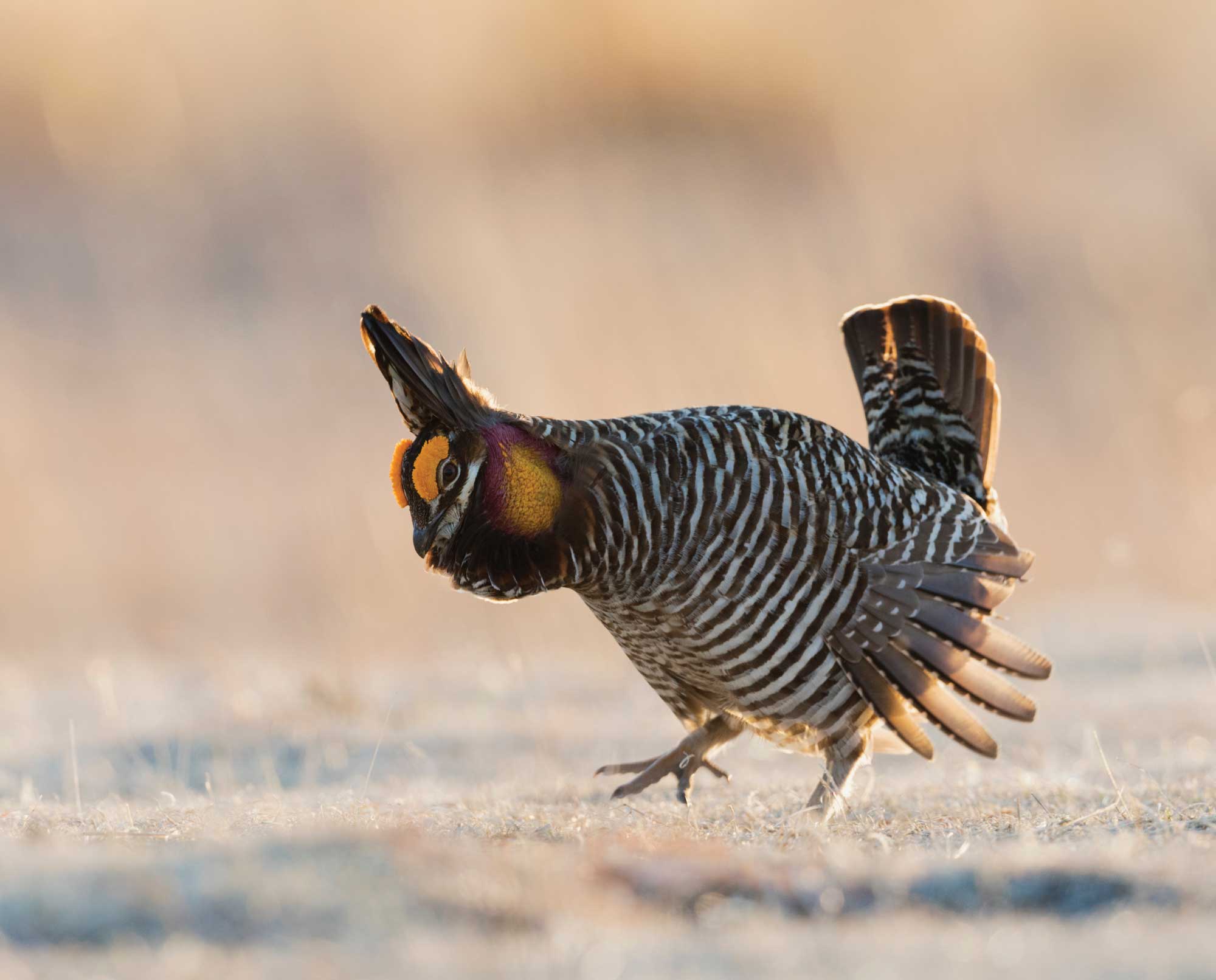 A native grouse on a lek