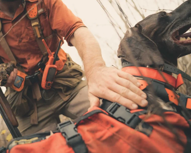 A bird dog with a bell, beeper collar, and GPS collar on.
