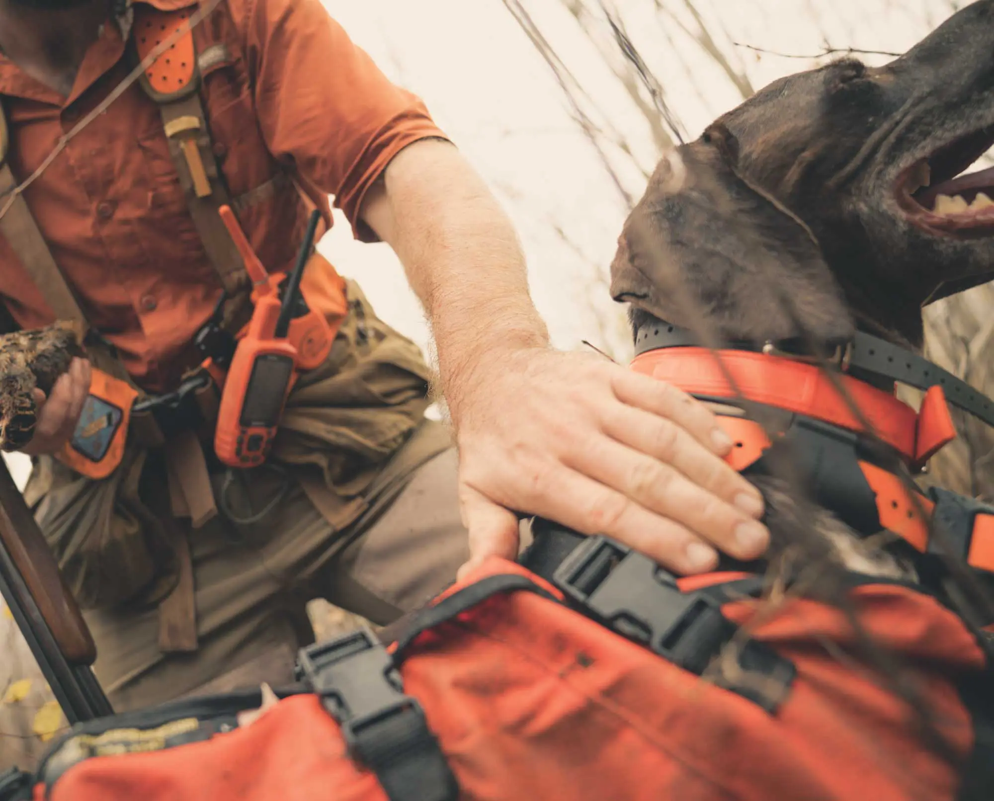 A bird dog with a bell, beeper collar, and GPS collar on.