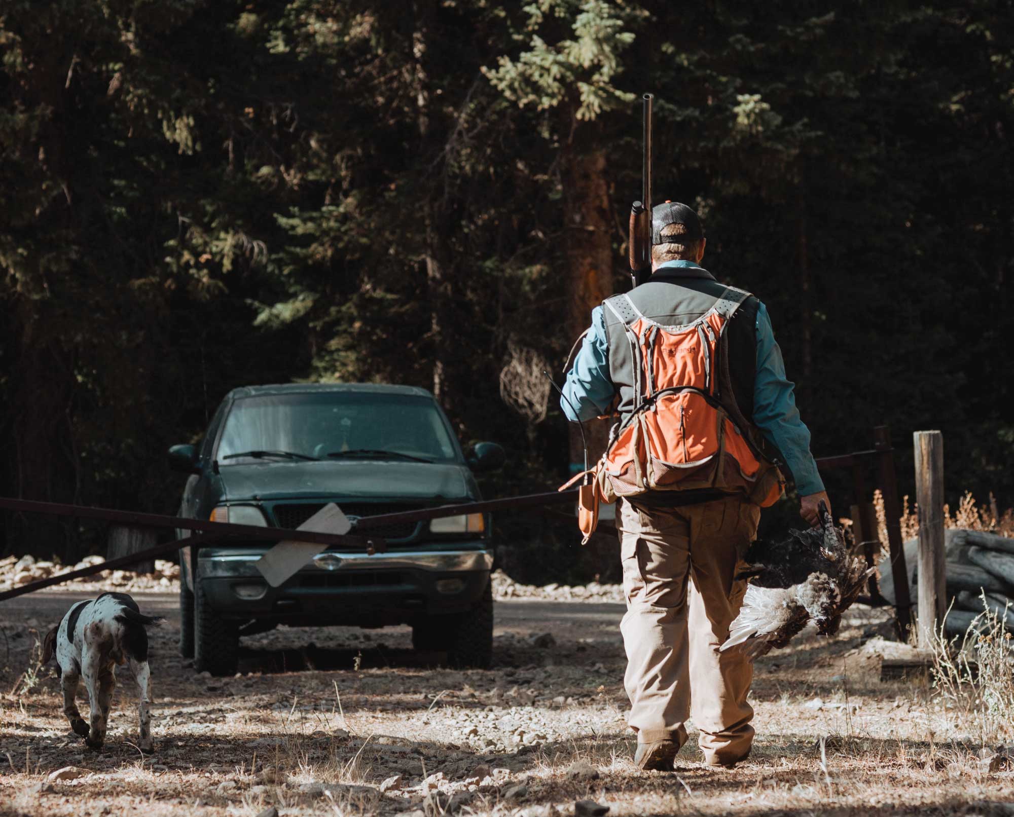 A bird hunter in Utah with his German shorthaired pointers.