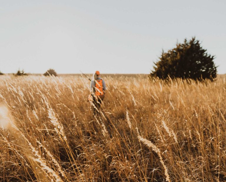 An upland bird hunter walks out into the prairie hunting for pheasant.