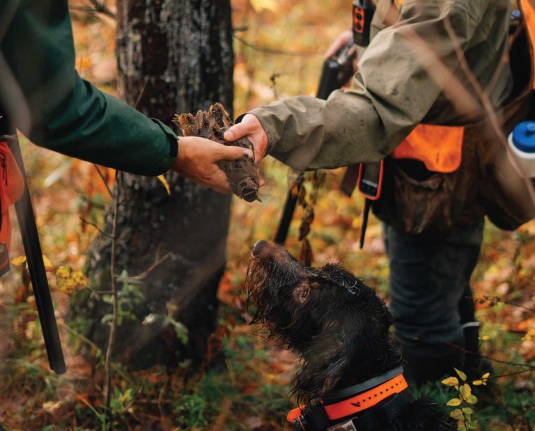 Two bird hunters and a pointing do hunt woodcock in Massachusetts