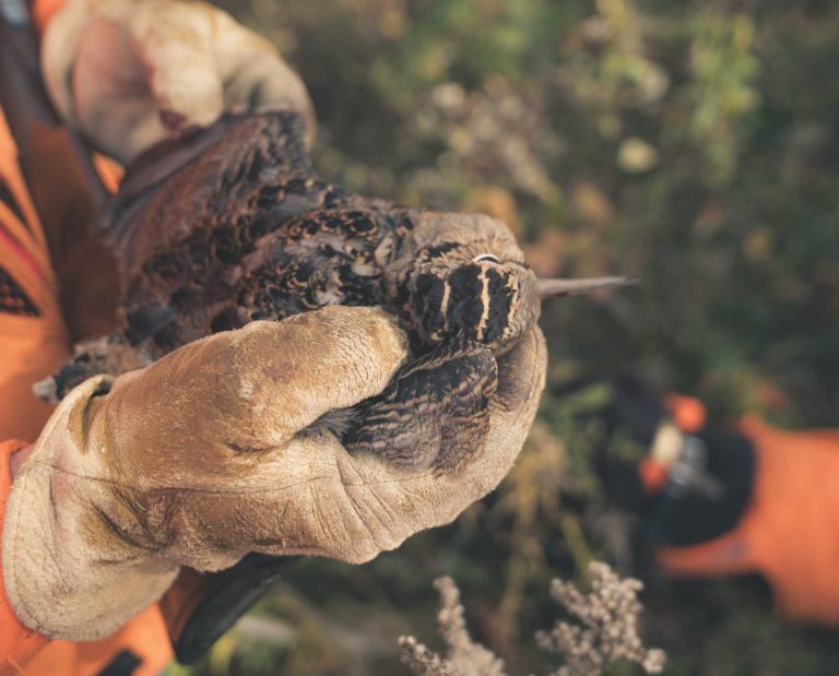 A woodcock hunter in New York with his bird dog.