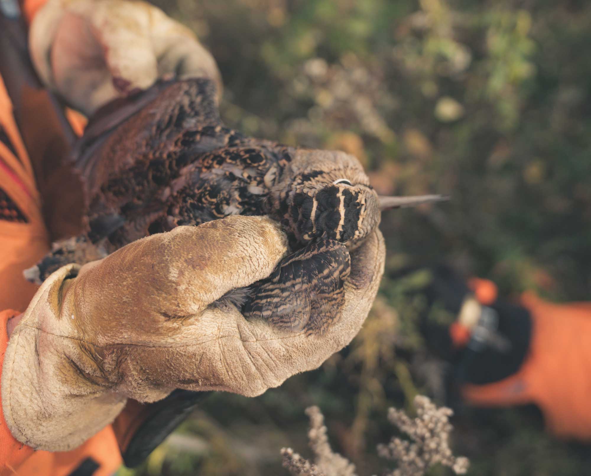A woodcock hunter in New York with his bird dog.