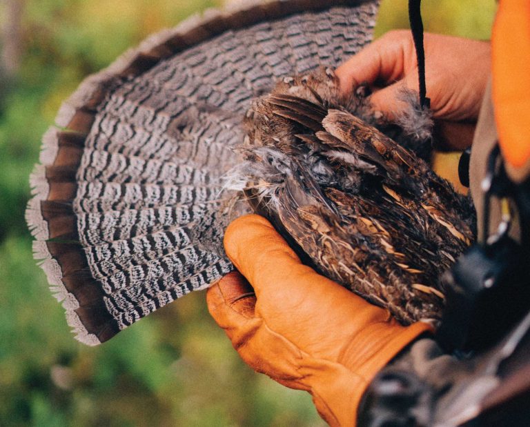 A grouse hunter shows the fan of a ruffed grouse