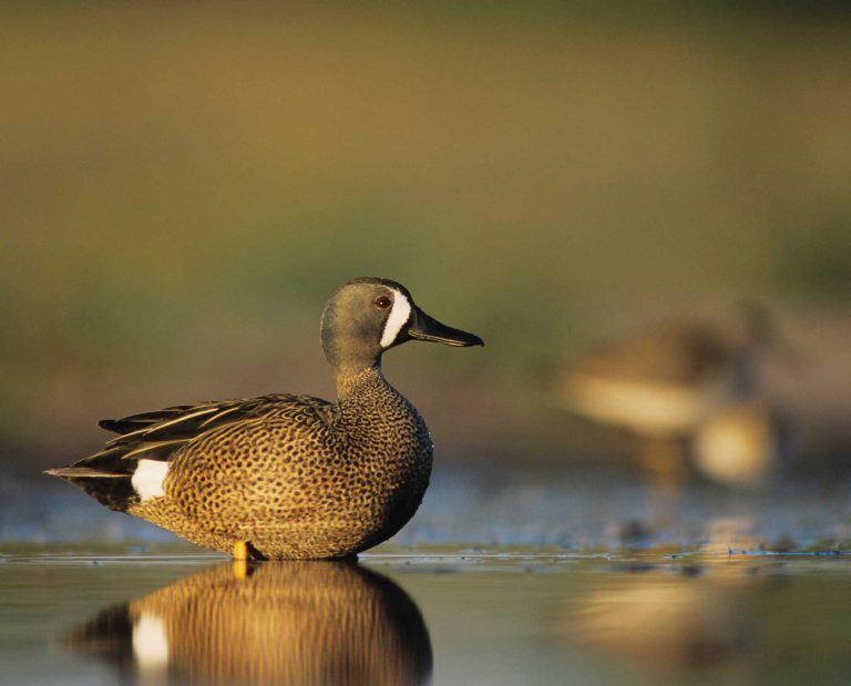blue-winged teal (Spatula discors; syn=Anas discors)