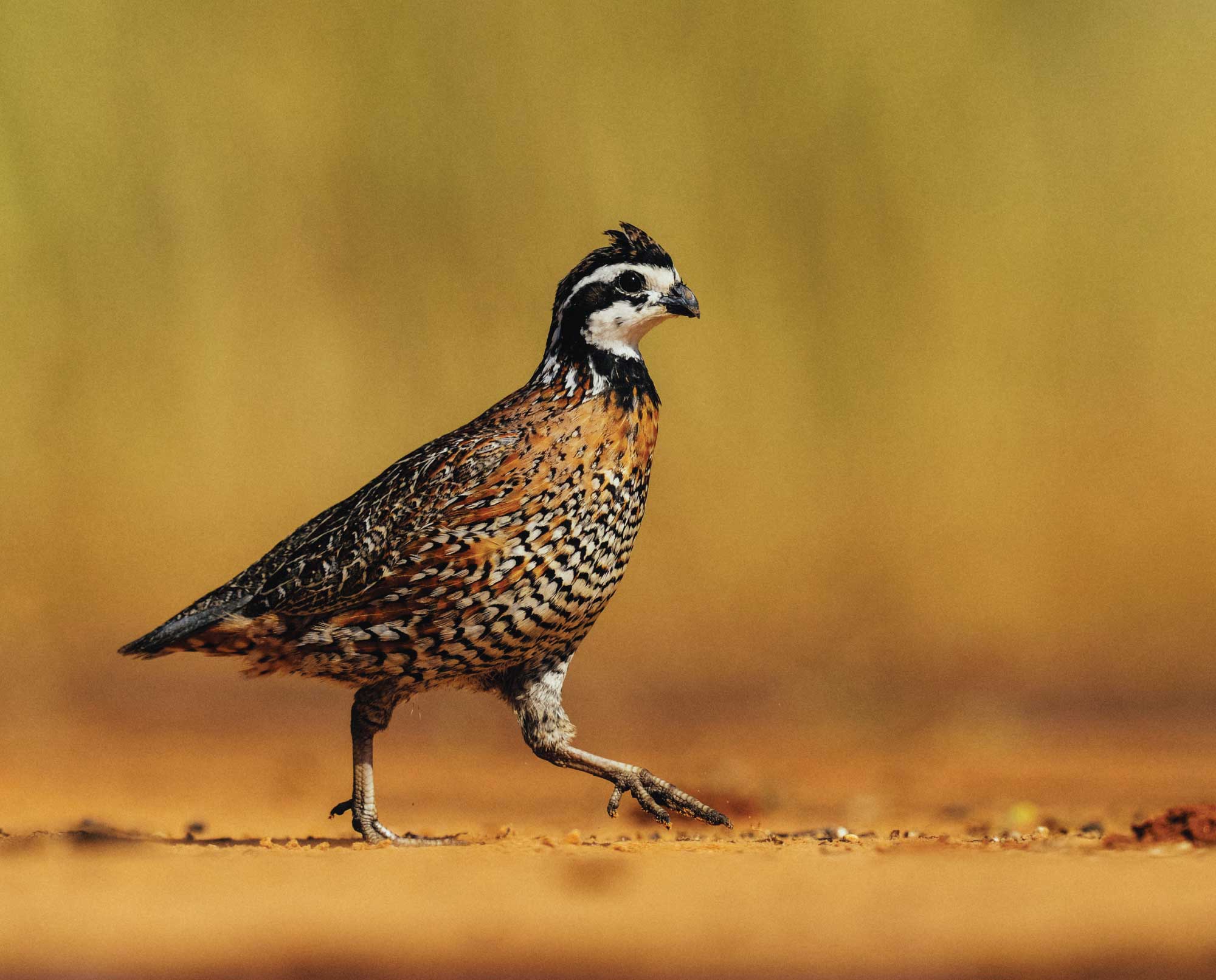 A bobwhite quail walking in habitat