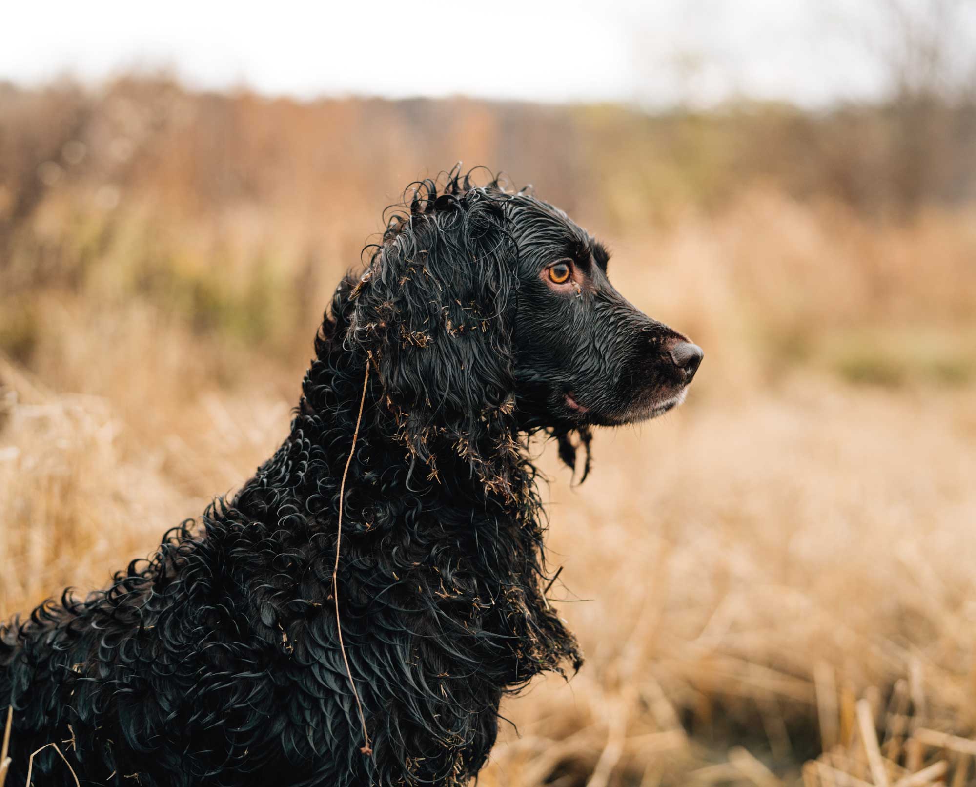 A boykin spaniel be training for bird hunting.