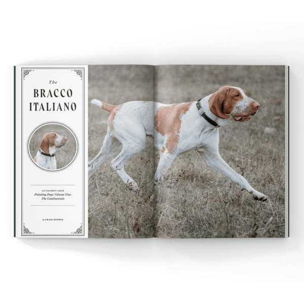 Bracco-Italiano-in-a-Magazine The Bracco Italiano in a Magazine article