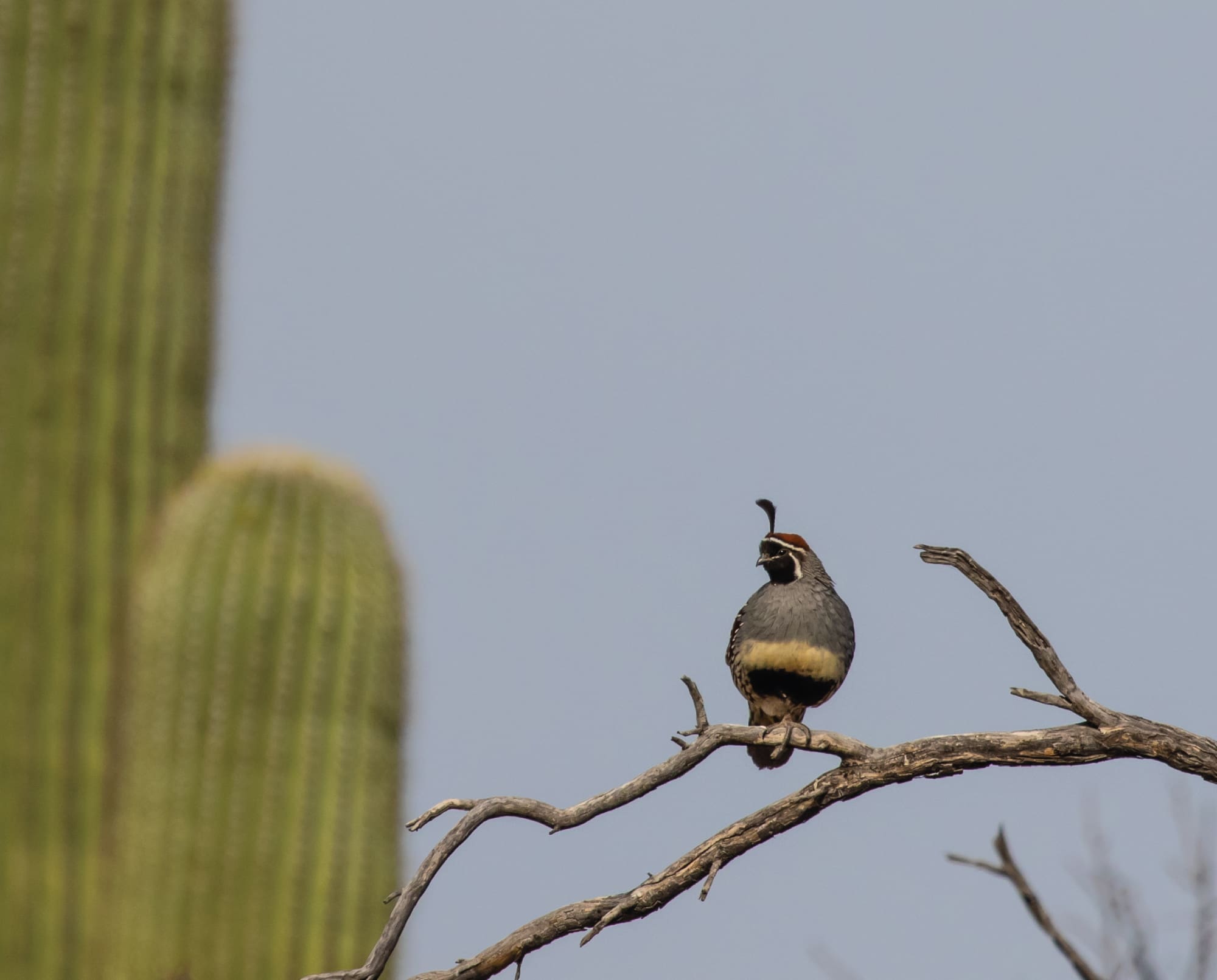 A Gambel's quail calls from a branch in response to a call