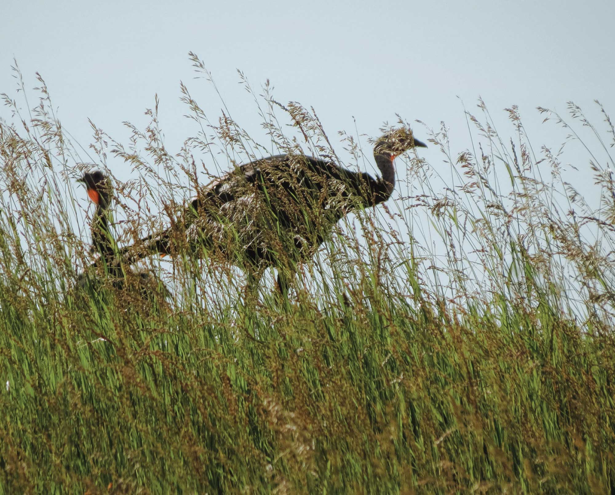 Wild turkeys in a field with high winds.