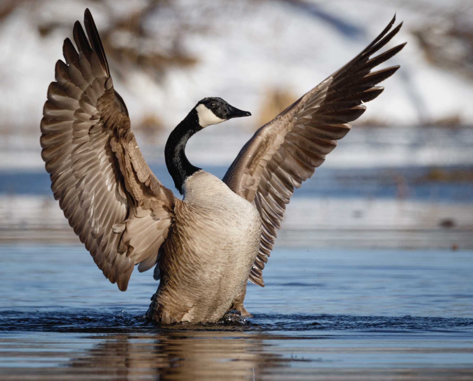 A Canada goose in the water